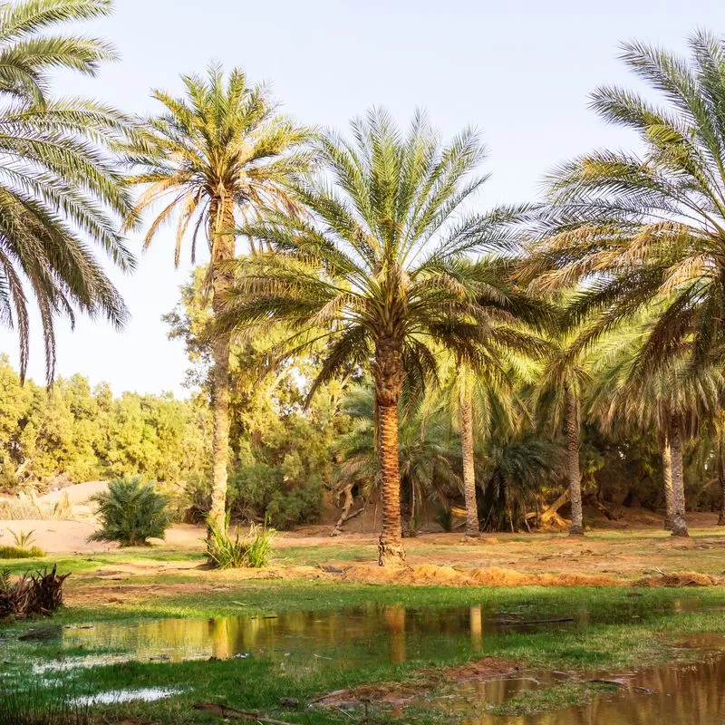 Image 3 du séjour Circuit "Aventure en 4x4 entre oasis et ksour" 4* à Djerba, Tunisie