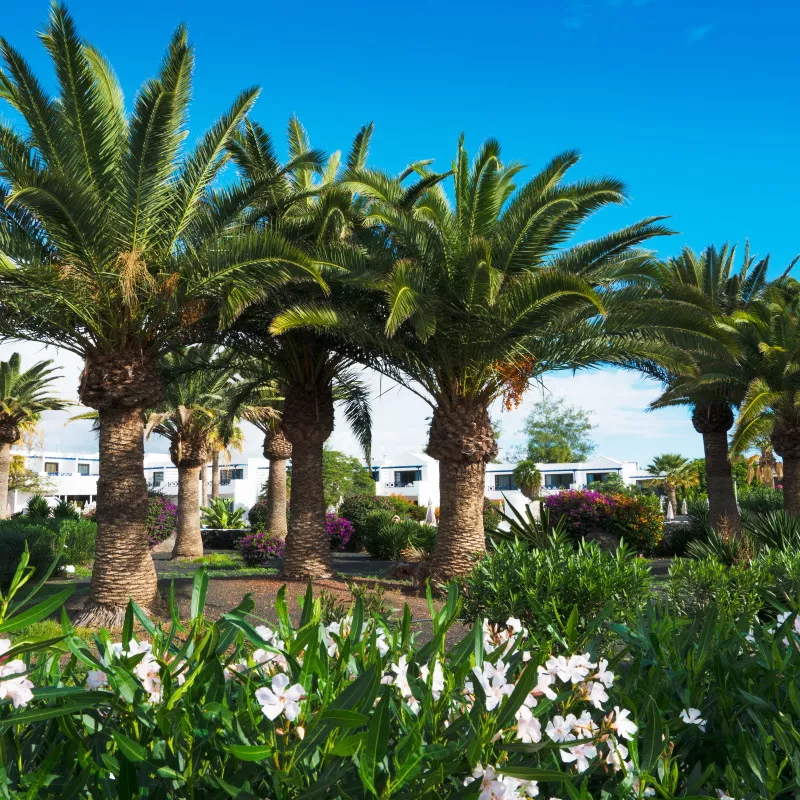 Image 3 du séjour Mondi Club Relaxia Olivina 4* à Lanzarote, Canaries