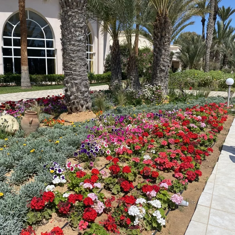 Image 3 du séjour Mondi Club Zita Beach Resort 4* Zarzis à Djerba, Tunisie