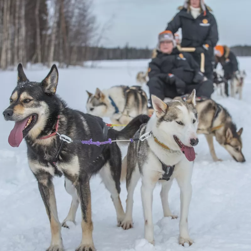 Image 2 du séjour Séjour Activités "Aventures en Laponie" Hôtel Grand Arctic Resort à Rovaniemi, Finlande