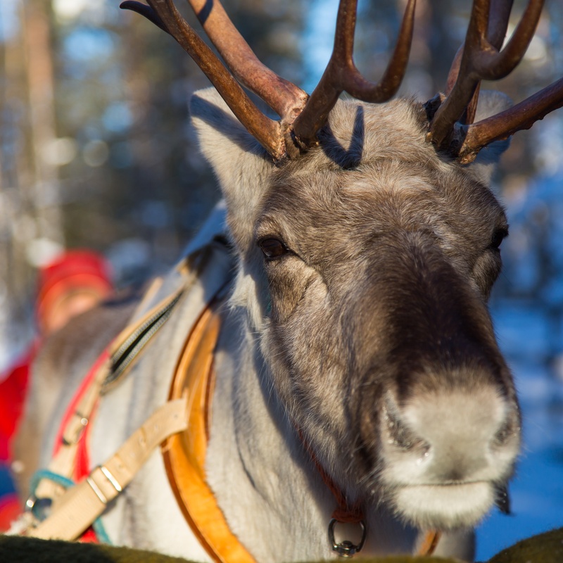 Hôtel Suomutunturi 4* (activités à la carte incluses), Séjour Finlande, Laponie par Ôvoyages Hôtel Suomutunturi 4* (activités à la carte incluses), Séjour Finlande, Laponie par Ôvoyages