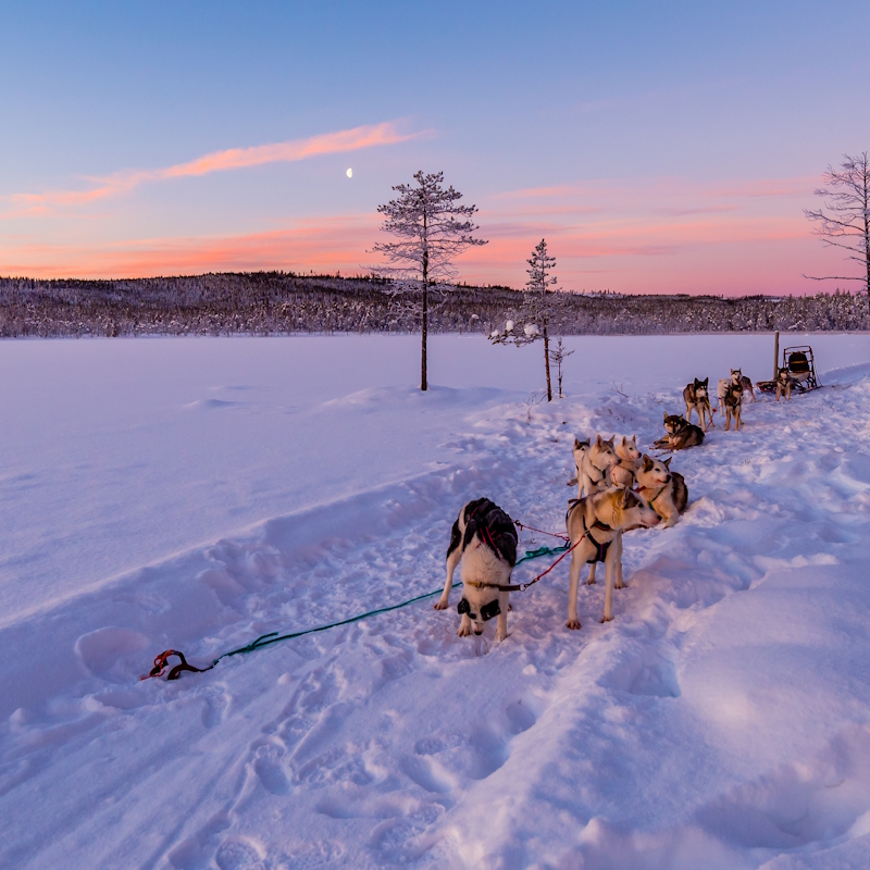 Image 13 du séjour Séjour Activités "Merveilleuse Laponie" Matarengi Lodge à Rovaniemi, Finlande