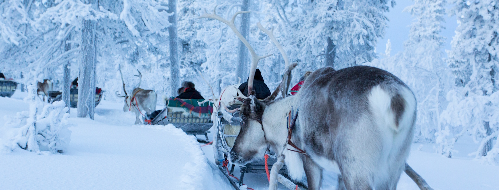 Fêtes de Noël - A la découverte du Grand Nord 